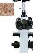 DMM-400D数码型三目倒置金相显微镜图片