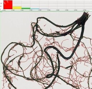 WinRHIZO根系分析系统图片