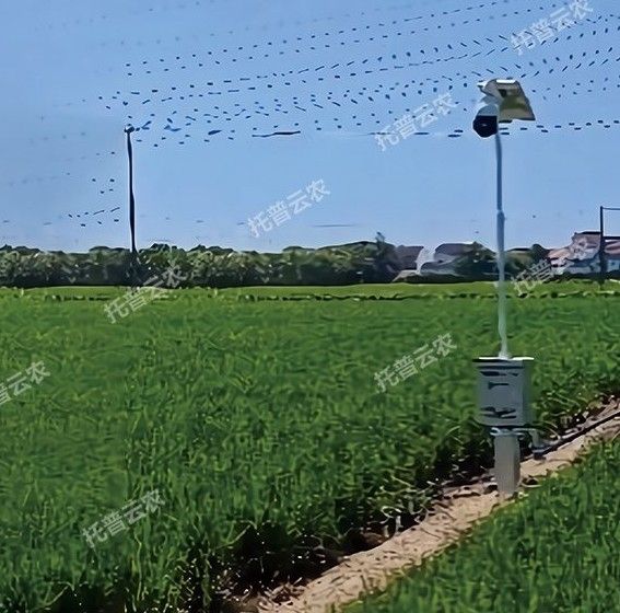 TP-GESB2.0自动赶蛾智能统计杆图片