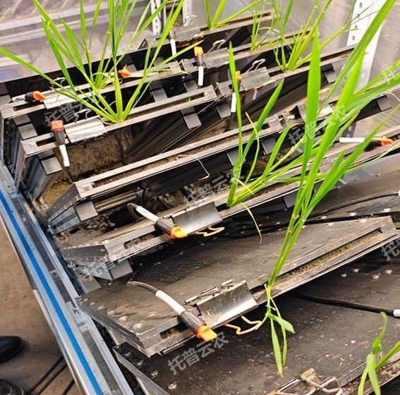 TPN-GXY-GH高通量植物根系表型采集分析系统（根盒式）图片